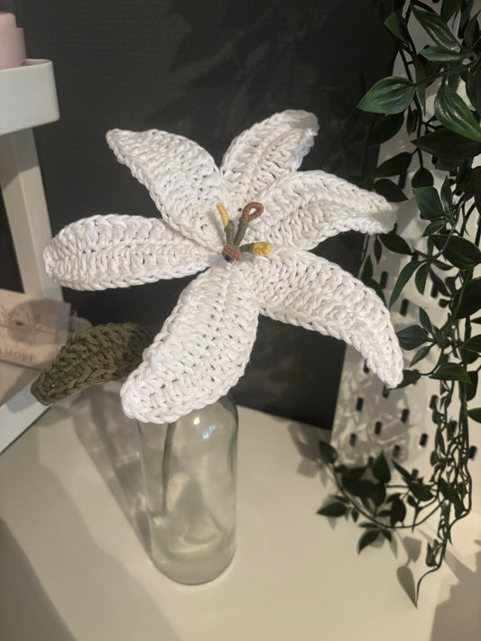 Lys éternelle